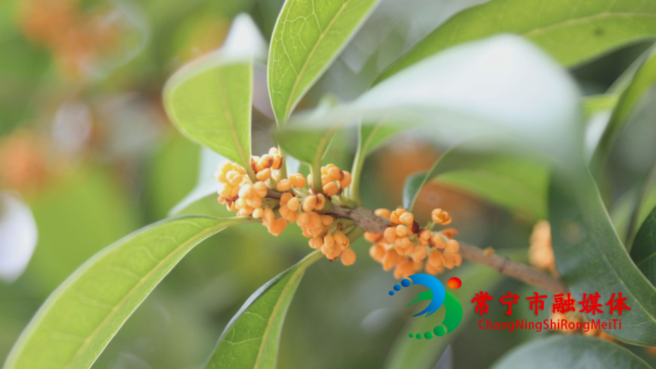 桂花3.jpg