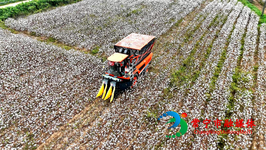 常宁8万亩棉花迎丰收！织就产业新图景 (1)_看图王.jpg