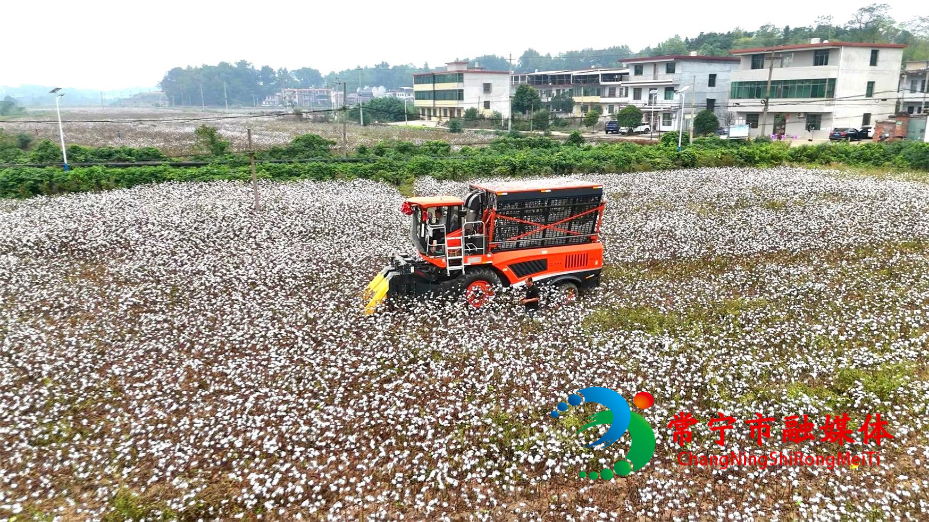 常宁8万亩棉花迎丰收！织就产业新图景 (3)_看图王.jpg
