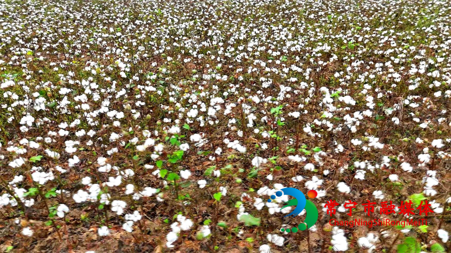 常宁8万亩棉花迎丰收！织就产业新图景 (2)_看图王.jpg