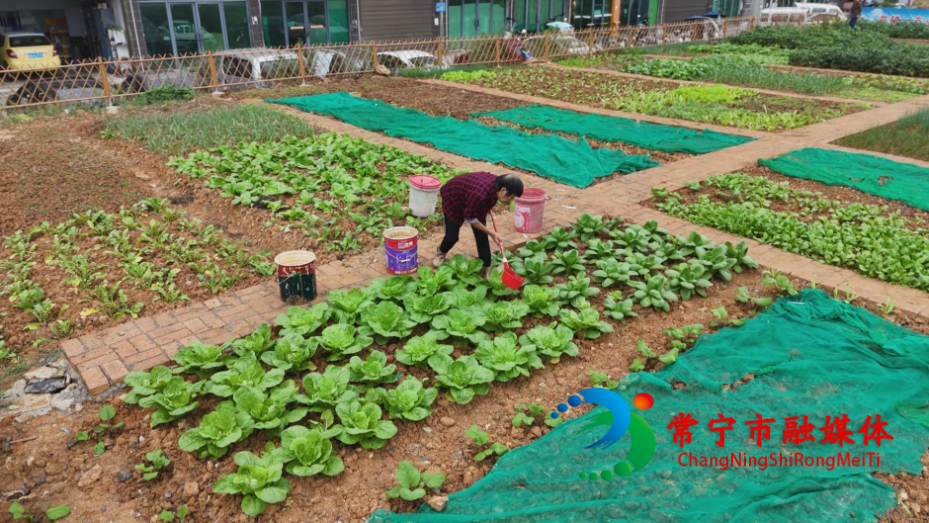 共享菜园 (1).jpg
