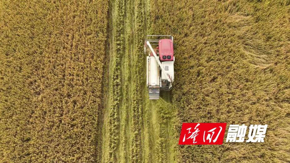 龙拱晚稻收割.jpg 龙拱晚稻收割.jpg