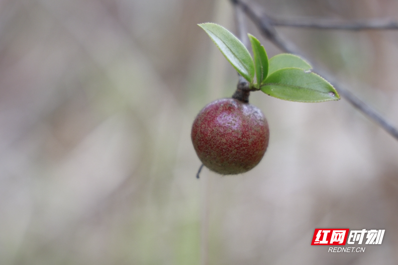 _R2A9107_副本.jpg _R2A9107_副本.jpg