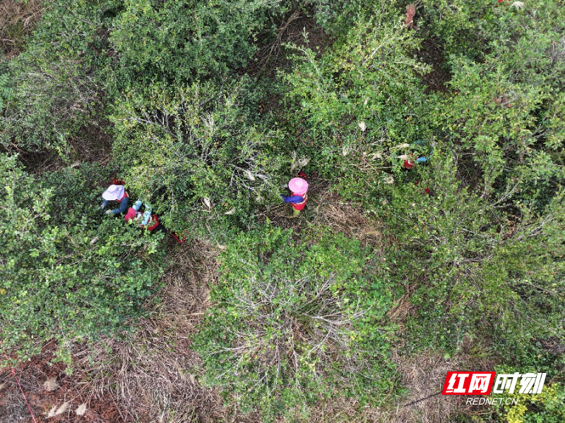 DJI_20251028103211_0642_D_副本.jpg DJI_20251028103211_0642_D_副本.jpg