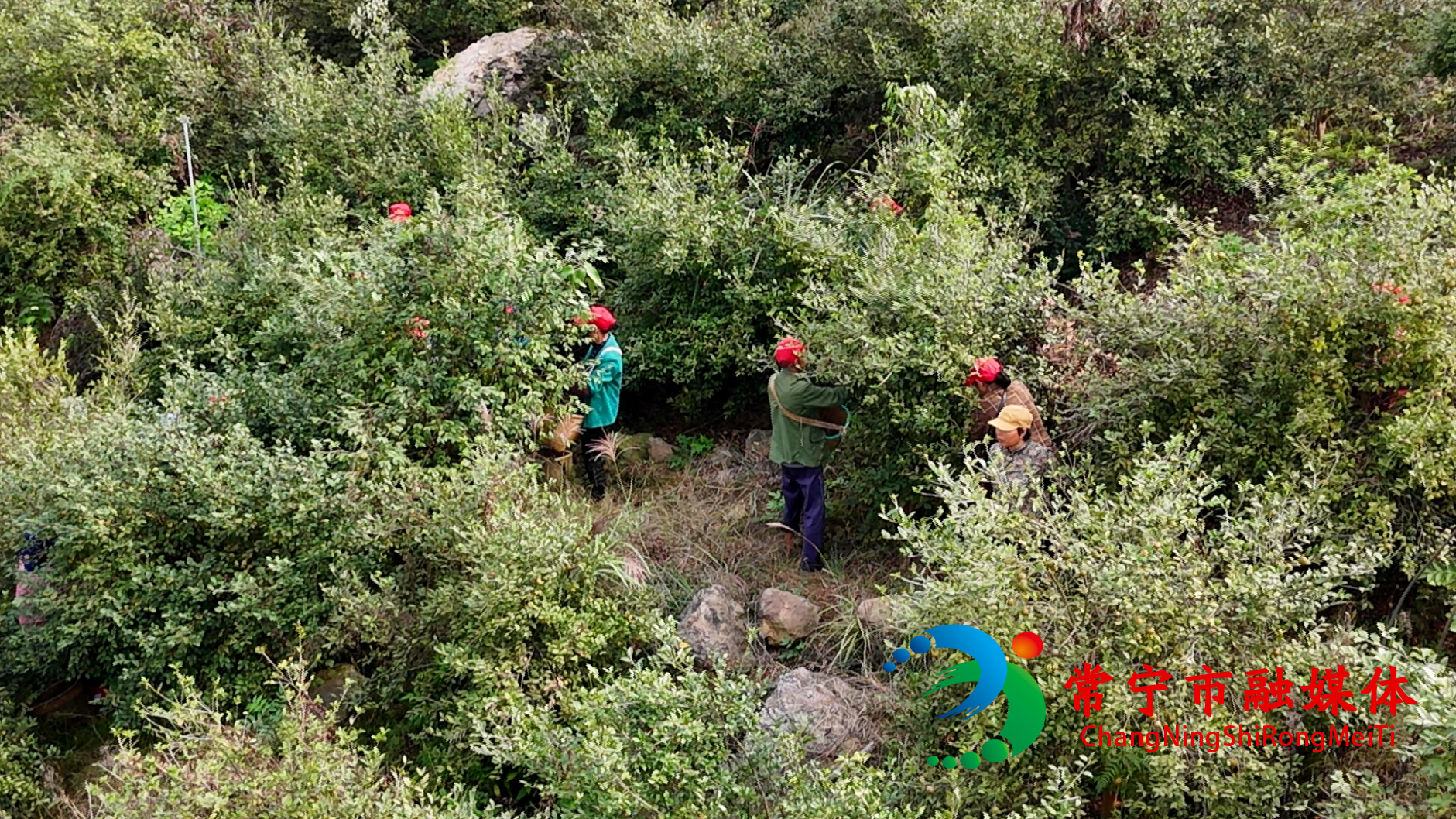 油茶 (5)_看图王.jpg 油茶 (5)_看图王.jpg