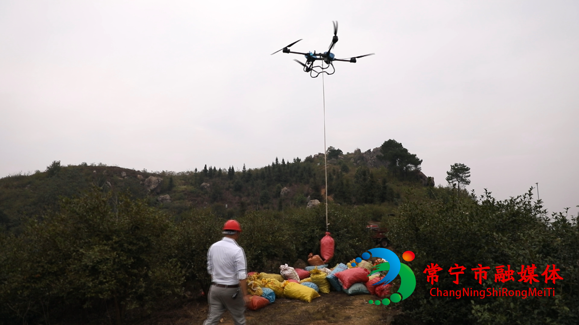 油茶 (1)_看图王.jpg 油茶 (1)_看图王.jpg