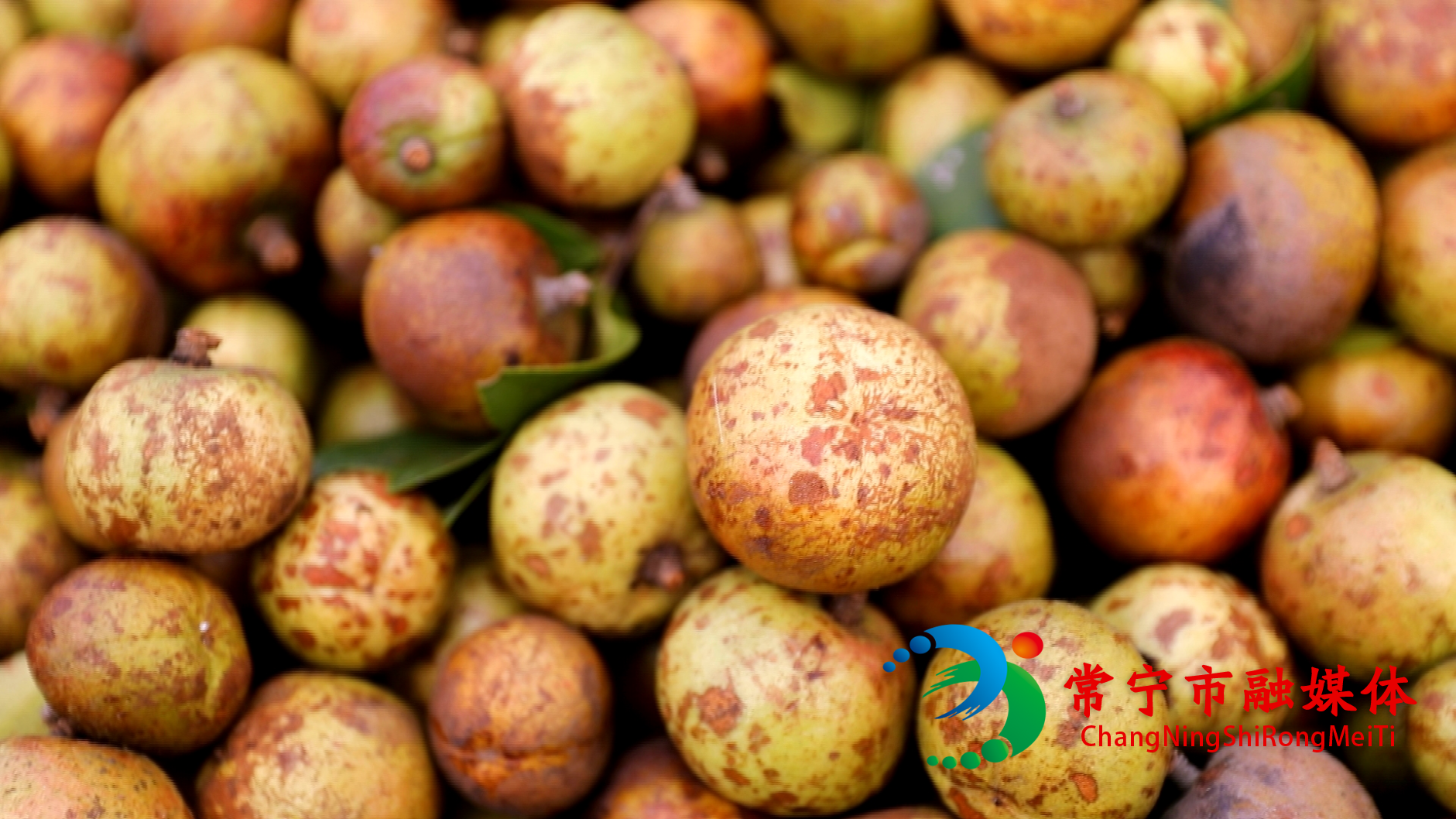 油茶 (4)_看图王.jpg 油茶 (4)_看图王.jpg