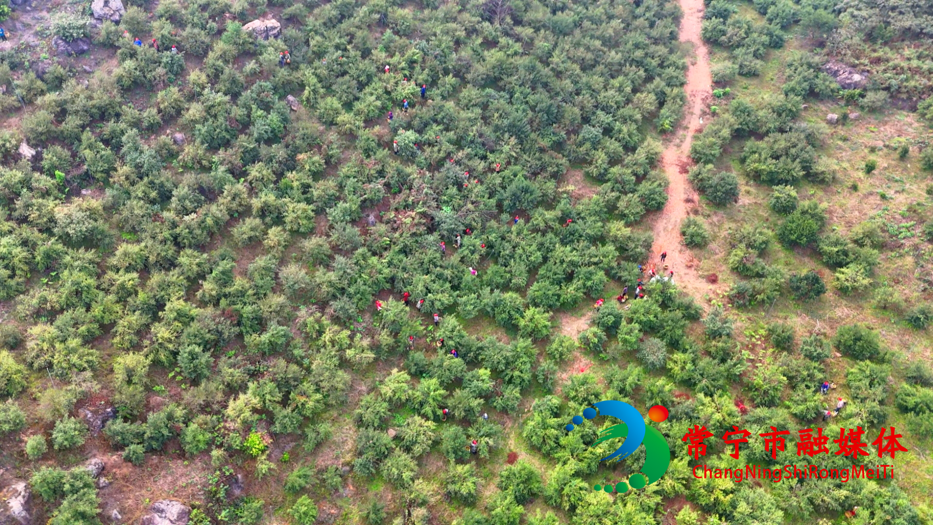 油茶 (2)_看图王.jpg 油茶 (2)_看图王.jpg