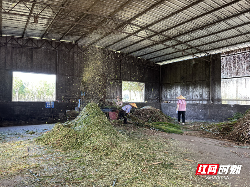 (井坡镇率先推行农业废弃物资源综合利用秸秆饲料加工).png (井坡镇率先推行农业废弃物资源综合利用秸秆饲料加工).png