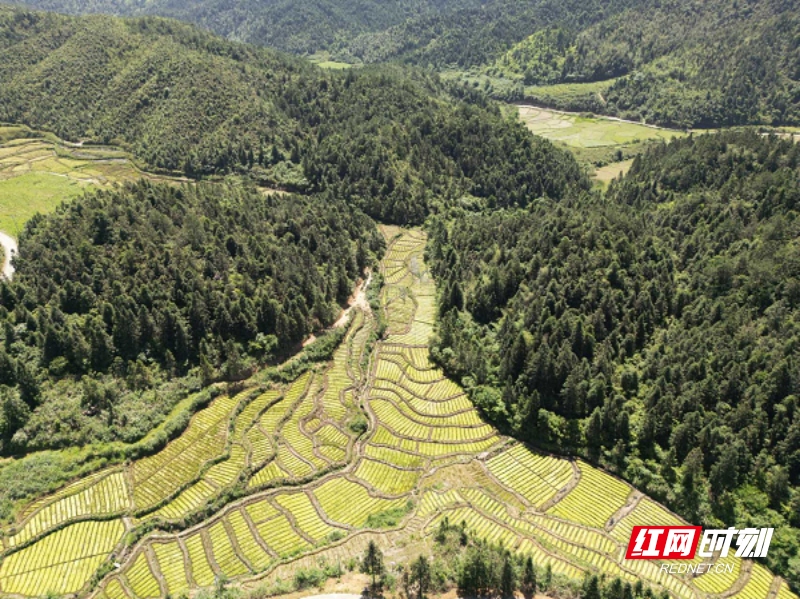 (井坡镇龙虎村水苔种植基地).png (井坡镇龙虎村水苔种植基地).png