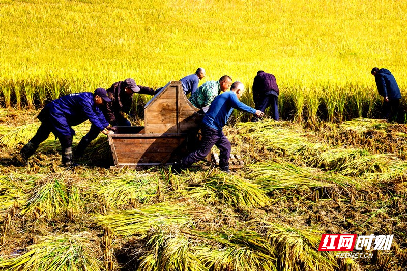 《秋收(组照6--4)》 拍摄于2025年10月22日湖南省常德市澧县城头山 作者: 李振高18229601629_副本.jpg