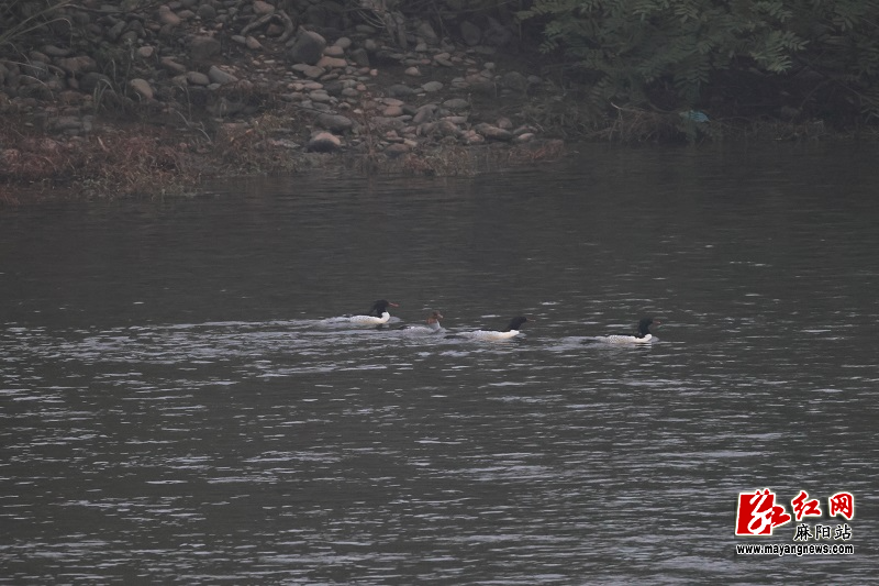 微信图片_20251106153234.jpg 微信图片_20251106153234.jpg