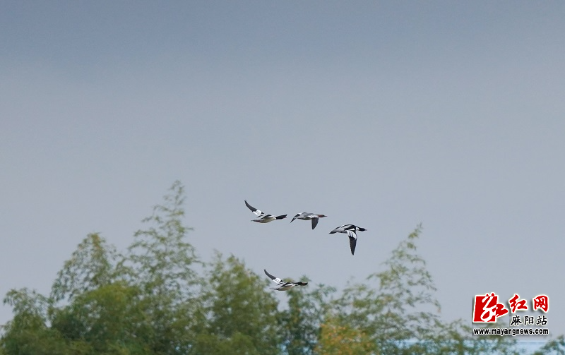 微信图片_20251106153230.jpg 微信图片_20251106153230.jpg