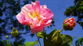 组图 | 湘潭县：初冬时节繁花“闹”