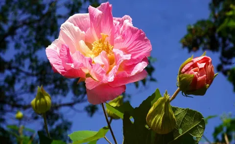 湘潭县：初冬时节繁花“闹”