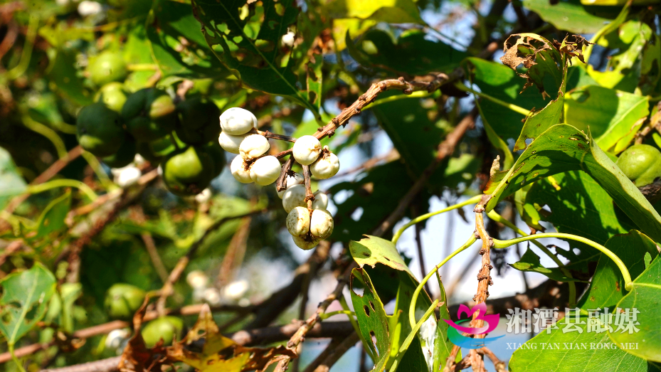 图片5.png 图片5.png