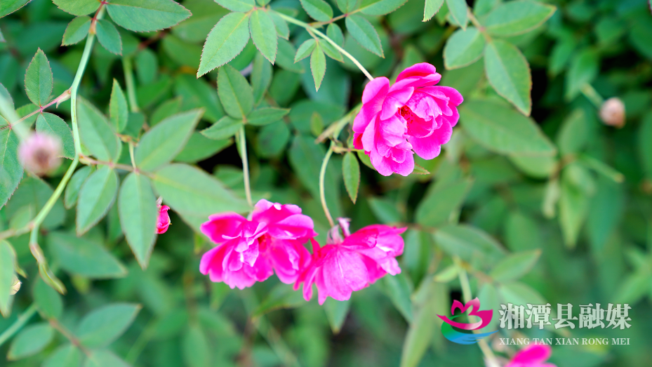 图片7.png 图片7.png