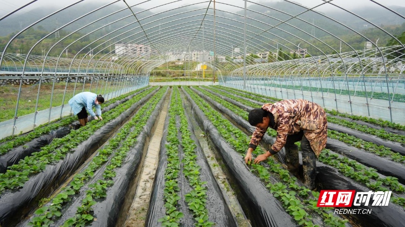 图片1.png 图片1.png