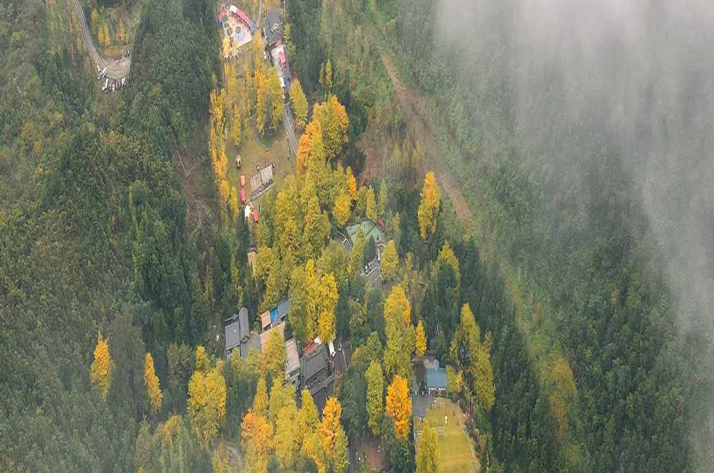 周末趣湖南丨航拍桐子坳：秋雨初歇 千株银杏铺就金色田园
