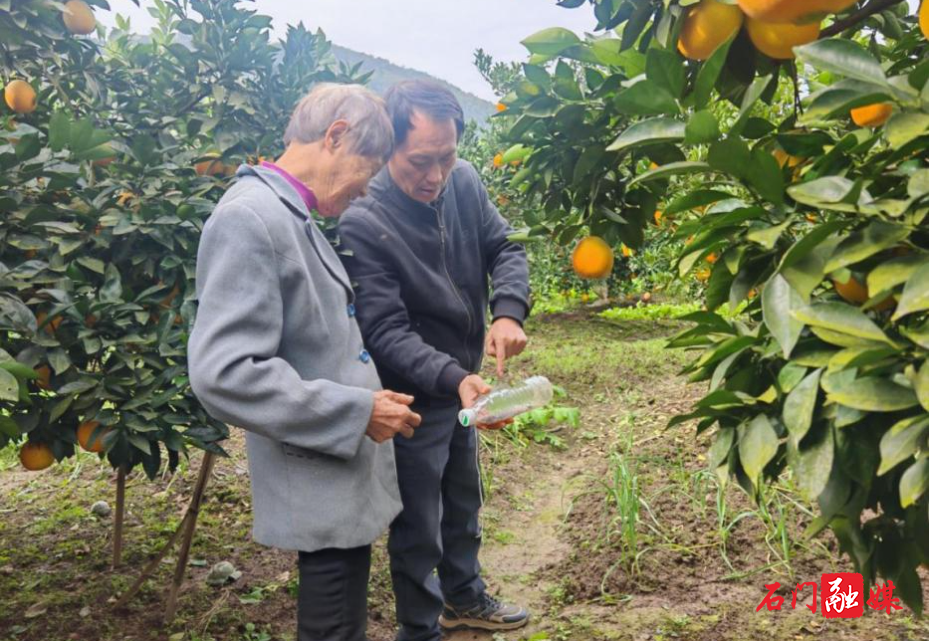 子良镇:农技人员“把脉开方”解“橙”忧1.jpg 子良镇:农技人员“把脉开方”解“橙”忧1.jpg