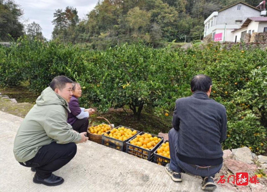 子良镇:农技人员“把脉开方”解“橙”忧2.jpg 子良镇:农技人员“把脉开方”解“橙”忧2.jpg