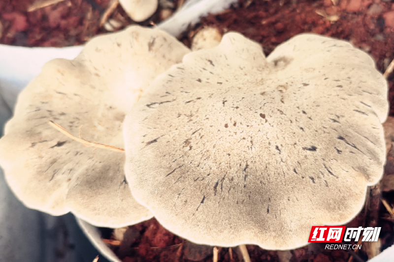 微信图片_2025-11-17_084903_042.png 微信图片_2025-11-17_084903_042.png