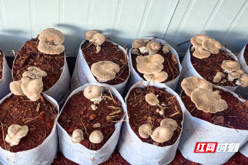 微信图片_2025-11-17_084859_147.png 微信图片_2025-11-17_084859_147.png