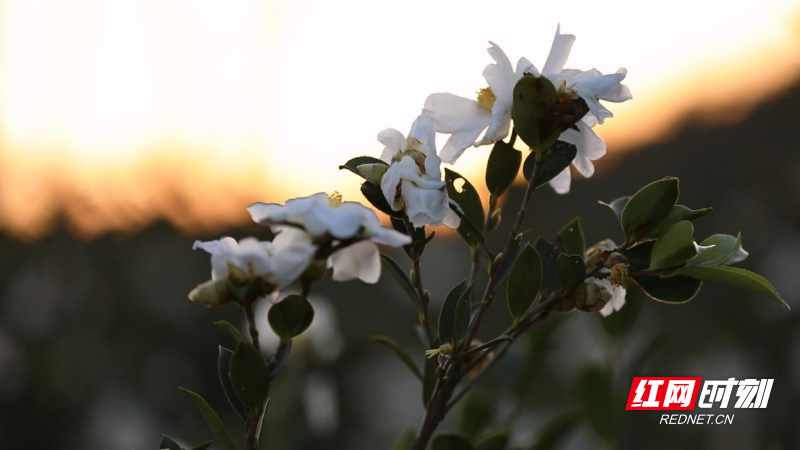 image005.jpg image005.jpg