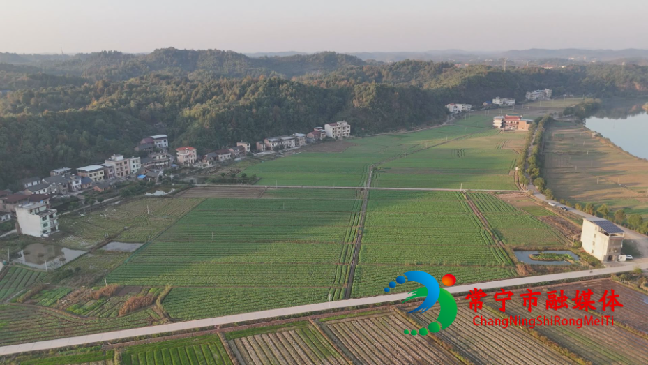 油菜 (8).jpg 油菜 (8).jpg