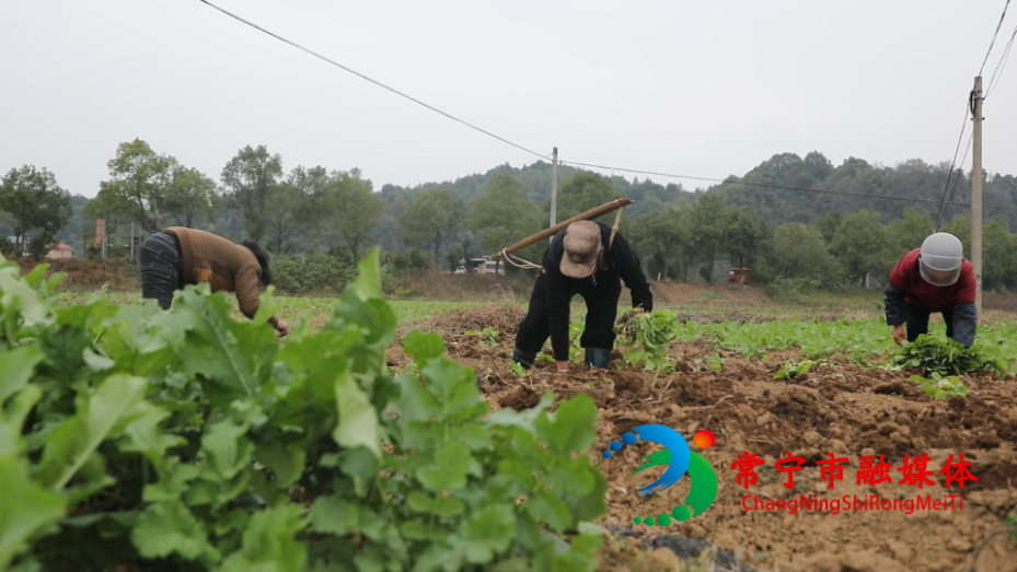 油菜 (12).jpg 油菜 (12).jpg