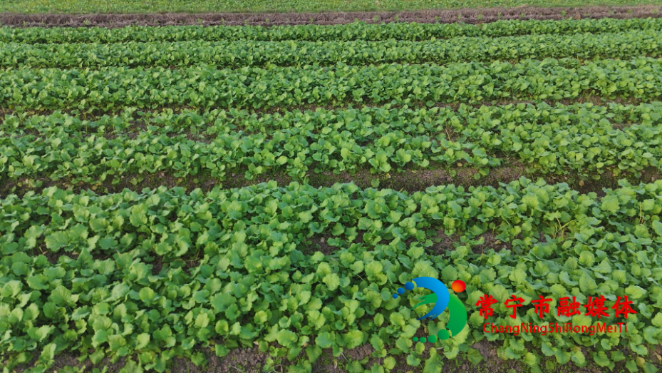 油菜 (10).jpg 油菜 (10).jpg