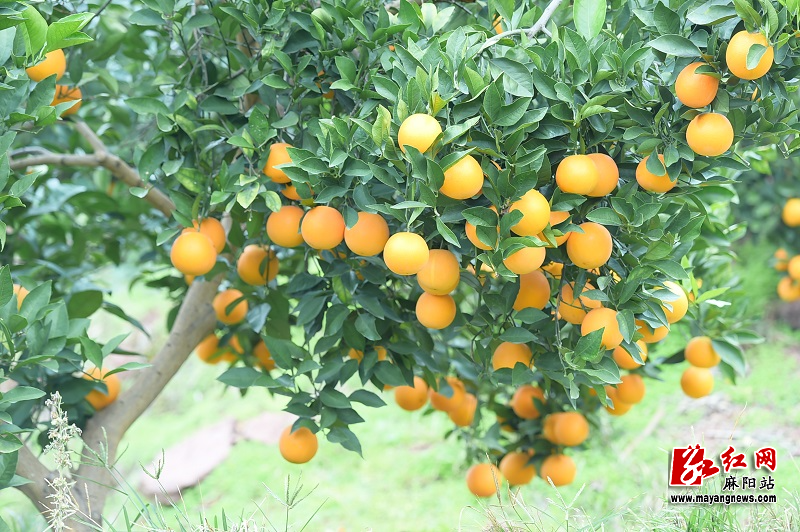 微信图片_20251118111405.jpg 微信图片_20251118111405.jpg