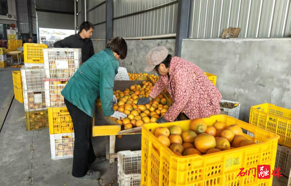 易家渡镇:橘香四溢迎丰收 果农采摘销售忙2.jpg 易家渡镇:橘香四溢迎丰收 果农采摘销售忙2.jpg