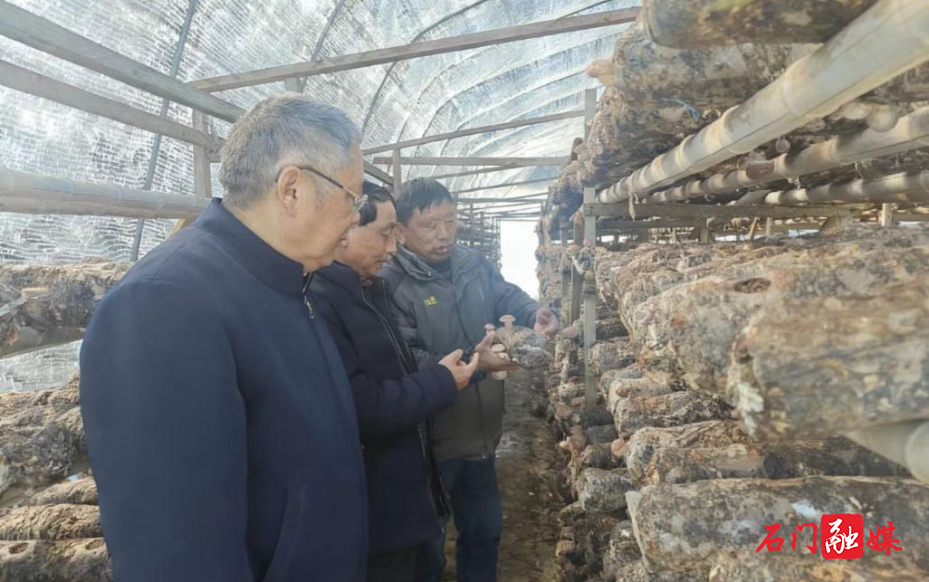 太平镇:小香菇撑起乡村振兴“致富伞”1.jpg 太平镇:小香菇撑起乡村振兴“致富伞”1.jpg