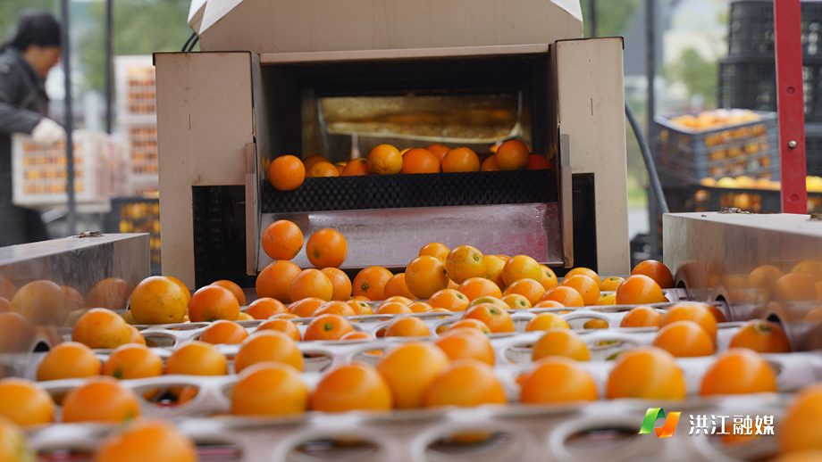 一颗“橙宗” 80年后依旧甜蜜蜜8.jpg