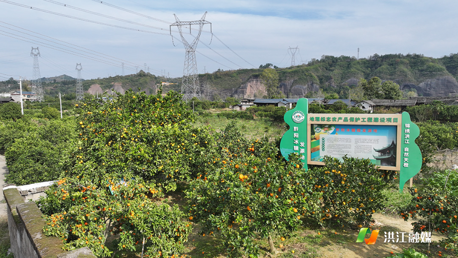 一颗“橙宗” 80年后依旧甜蜜蜜5.jpg