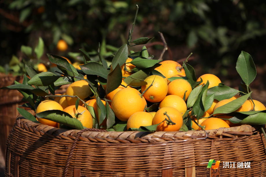 一颗“橙宗” 80年后依旧甜蜜蜜9.jpg
