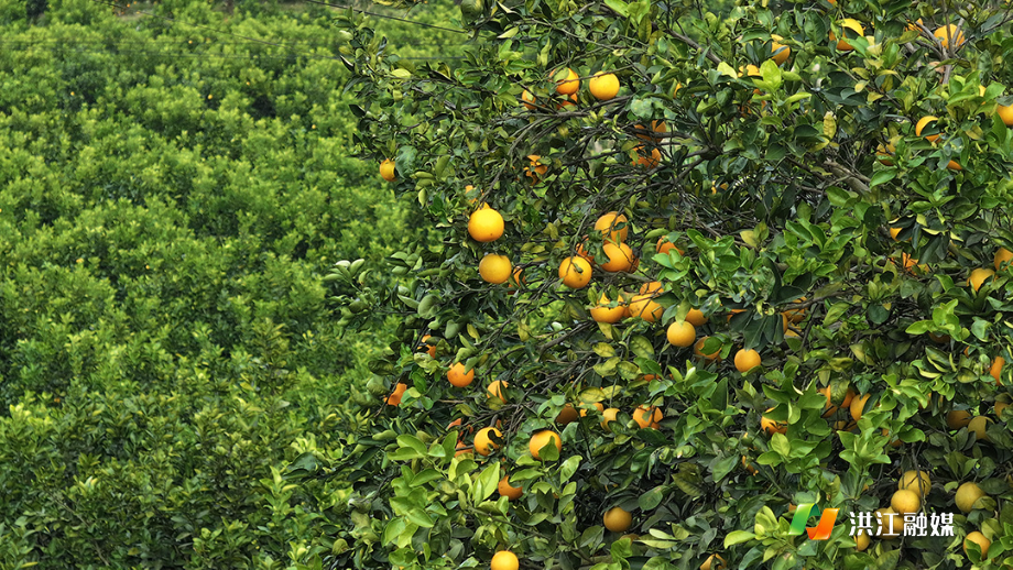 一颗“橙宗” 80年后依旧甜蜜蜜6.jpg
