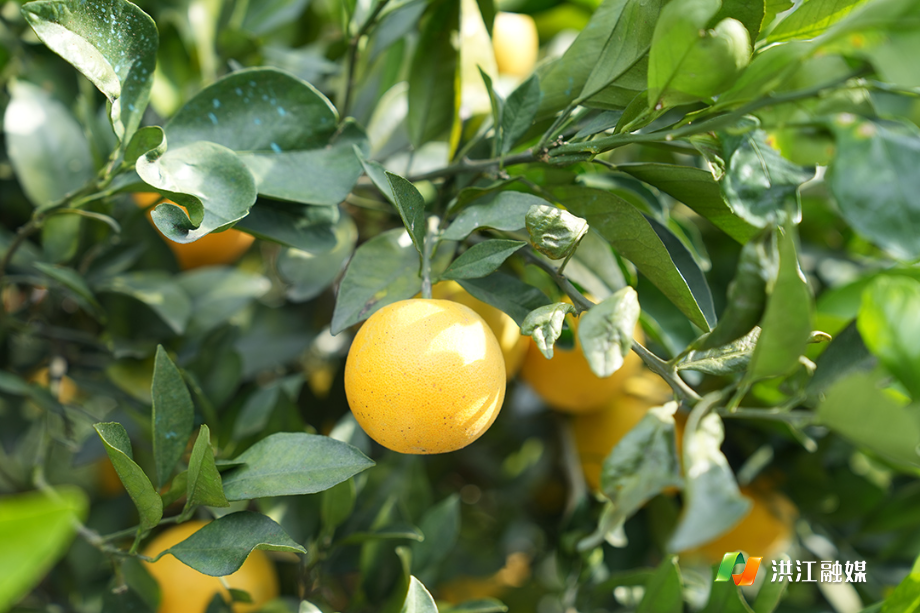 一颗“橙宗” 80年后依旧甜蜜蜜1.jpg