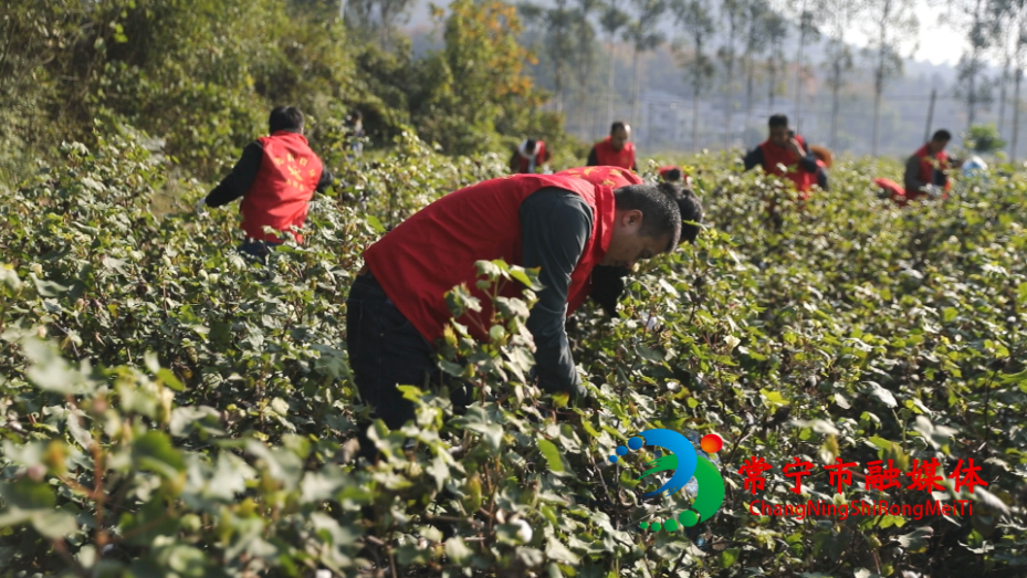 蓬塘乡：干群携手抢收棉花 化解“甜蜜烦恼” (2)_看图王.jpg