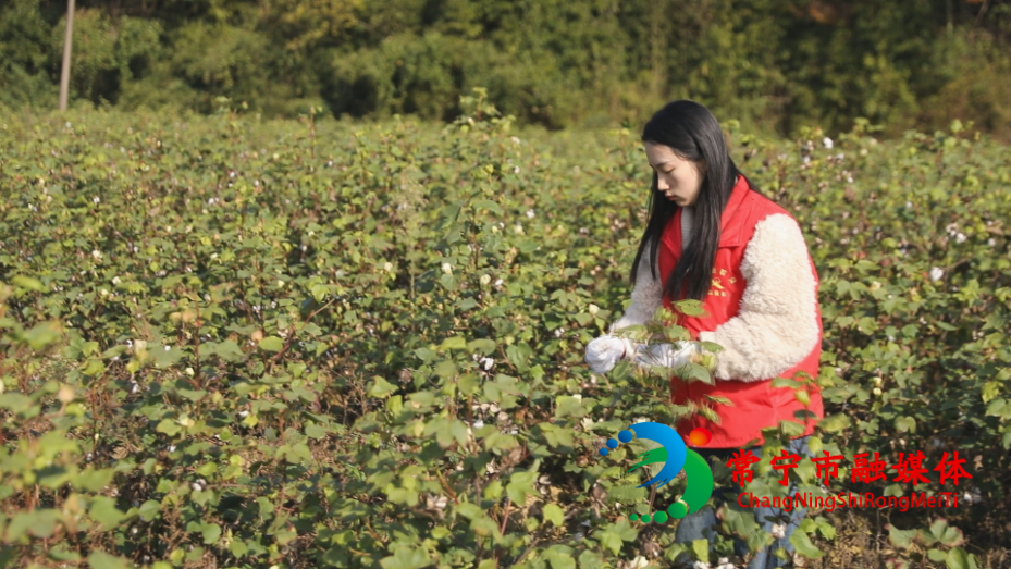 蓬塘乡：干群携手抢收棉花 化解“甜蜜烦恼” (6)_看图王.jpg