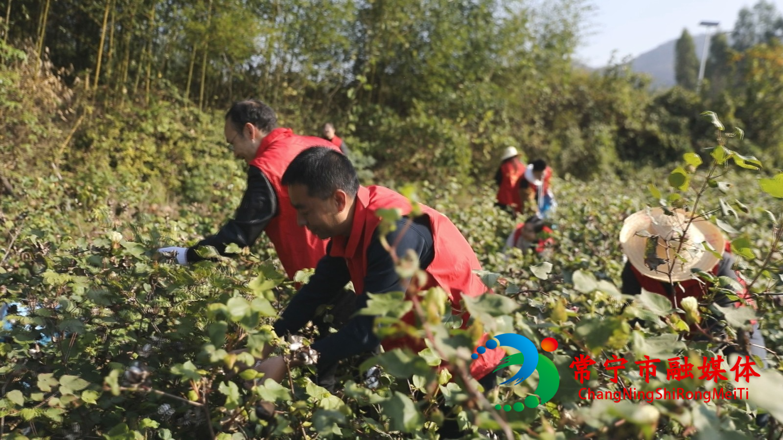 蓬塘乡：干群携手抢收棉花 化解“甜蜜烦恼” (4)_看图王.jpg