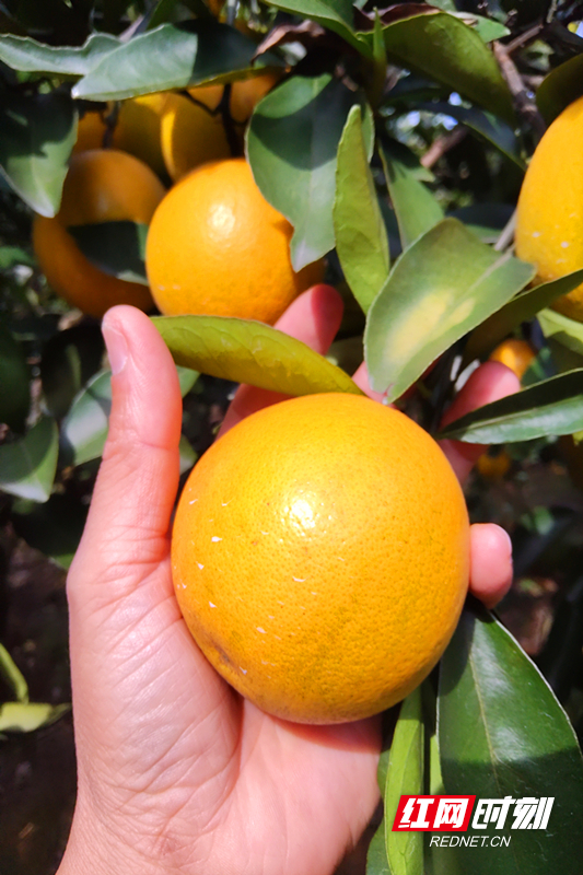 冰糖橙果饱满.jpg