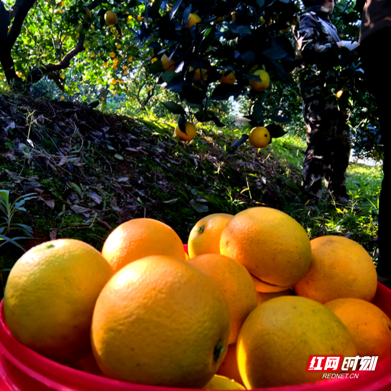 冰糖橙 头采.jpg