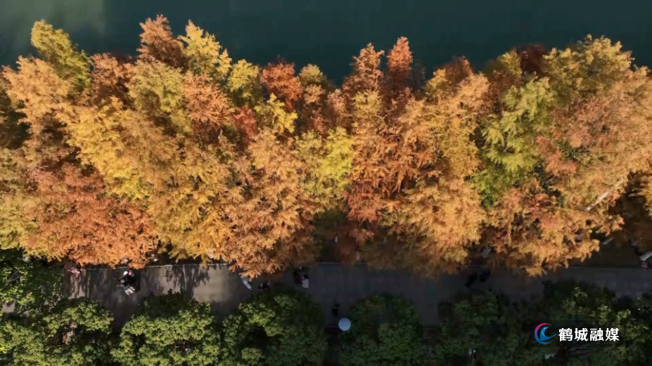 怀化市鹤城区：鹤鸣洲水杉林成网红打卡地 赏景正当时（半成品）01.mp4_000055.068.png