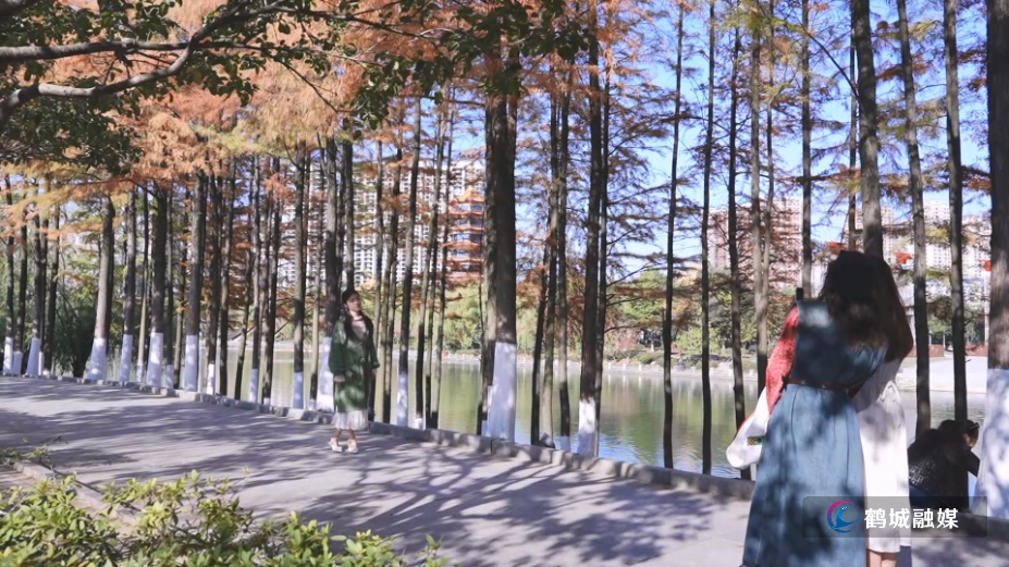 怀化市鹤城区：鹤鸣洲水杉林成网红打卡地 赏景正当时（半成品）01.mp4_000023.948.png