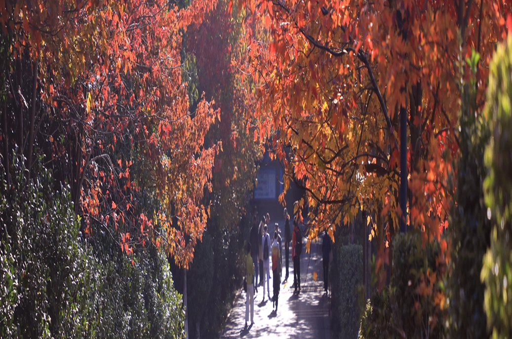 赏冬又有好去处！湖南省植物园彩叶植物进入观赏期