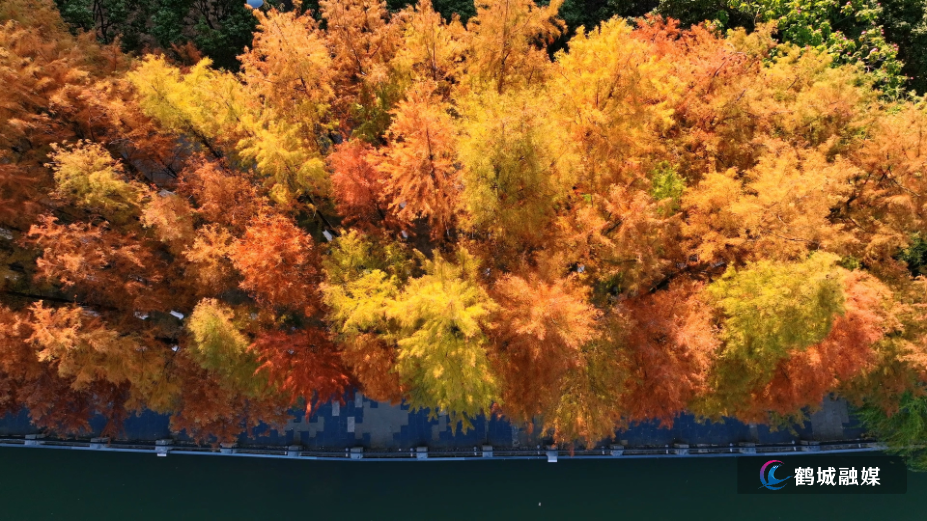 怀化市鹤城区：水杉红遍鹤鸣洲 赏景正当时（音乐片尾）.mp4_000019.015.png