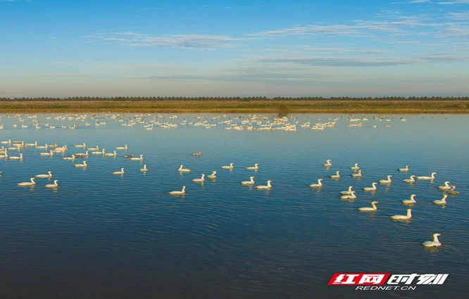 组图丨打卡天星洲，邂逅飞鸟与自然的温柔