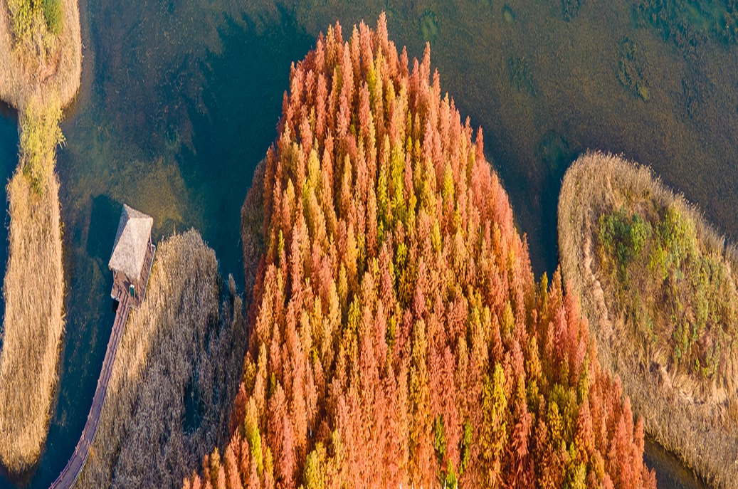 松雅湖水杉林披上 “红外套”！初冬长沙藏不住的美